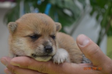 柴犬(豆柴)【千葉県・女の子・2014年3月21日・赤】の写真「」