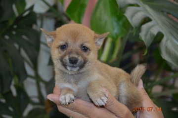 柴犬(豆柴)【千葉県・女の子・2015年6月3日・赤】の写真「」
