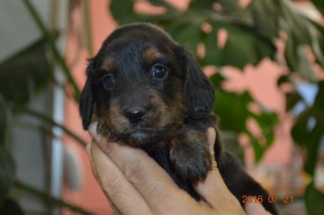 ミニチュアダックスフンド(ロング)【千葉県・女の子・2016年6月16日・ブラック&タン】の写真「」