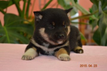 柴犬(豆柴)【千葉県・男の子・2015年3月17日・黒】の写真「」
