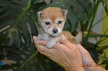 柴犬(豆柴)【千葉県・女の子・2014年11月1日・赤】の写真「☆極小☆」