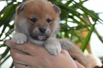 柴犬(標準サイズ)【千葉県・男の子・2016年1月10日・赤】の写真「」