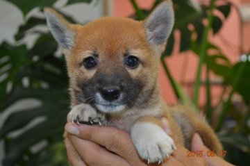 柴犬(標準サイズ)【千葉県・男の子・2015年7月11日・赤】の写真「」