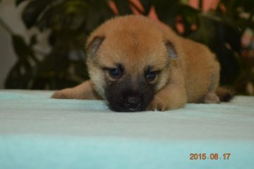 柴犬(標準サイズ)【千葉県・男の子・2015年7月21日・赤】の写真「」