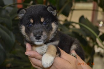 柴犬(豆柴)【千葉県・男の子・2016年9月3日・黒】の写真「」
