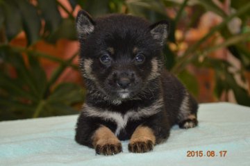 柴犬(標準サイズ)【千葉県・女の子・2015年7月13日・黒】の写真「」