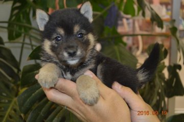 柴犬(標準サイズ)【千葉県・男の子・2016年8月9日・黒】の写真「」