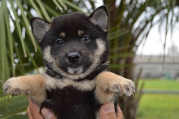 柴犬(標準サイズ)【千葉県・男の子・2019年7月7日・黒】の写真「甘えん坊の男の子☆」