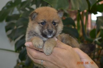 柴犬(豆柴)【千葉県・女の子・2016年4月10日・赤】の写真「」