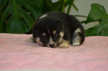 柴犬(標準サイズ)【千葉県・女の子・2013年11月23日・黒】の写真「」