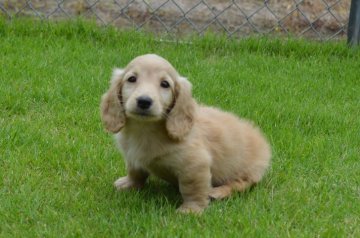 ミニチュアダックスフンド(ロング)【千葉県・男の子・2019年5月22日・イエロー】の写真「甘えん坊兄弟(^^)」