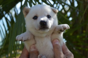 柴犬(標準サイズ)【千葉県・男の子・2019年8月26日・白】の写真「元気な3兄弟☆」