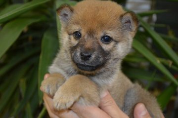 柴犬(標準サイズ)【千葉県・男の子・2015年11月21日・赤】の写真「★小さめ柴ちゃんです★」