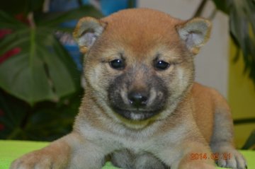 柴犬(標準サイズ)【千葉県・男の子・2014年4月8日・赤】の写真「」