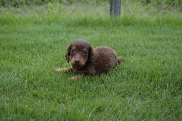 ミニチュアダックスフンド(ロング)【千葉県・女の子・2019年8月10日・チョコレート&タン】の写真「元気な4兄弟☆」