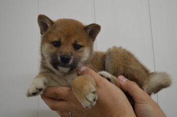 柴犬(標準サイズ)【千葉県・男の子・2017年12月22日・赤】の写真「可愛い4兄弟☆」