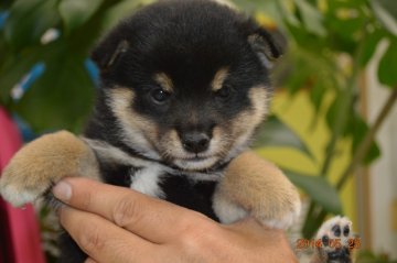 柴犬(標準サイズ)【千葉県・女の子・2014年4月21日・黒】の写真「」