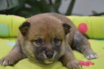 柴犬(豆柴)【千葉県・男の子・2014年4月11日・赤】の写真「」