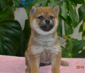 柴犬(標準サイズ)【千葉県・女の子・2014年1月13日・赤】の写真「♪豆柴サイズ♪」