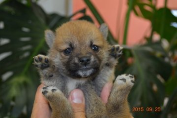 柴犬(豆柴)【千葉県・男の子・2015年8月4日・赤】の写真「」