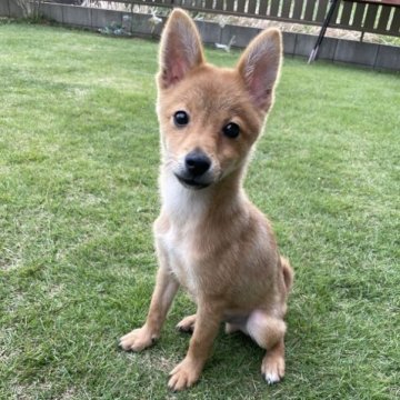 ポメシバ(ポメラニアン×柴犬)【千葉県・男の子・2023年7月21日・レッド  赤】の写真「小さな豆柴サイズ！！」