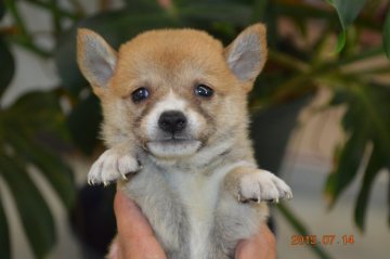 柴犬(豆柴)【千葉県・男の子・2015年6月3日・赤】の写真「」