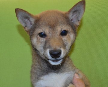 柴犬(標準サイズ)【千葉県・男の子・2014年4月8日・赤】の写真「」
