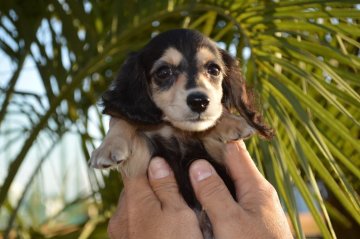 ミニチュアダックスフンド(ロング)【千葉県・男の子・2019年9月16日・ブラック&イエロー】の写真「元気な5兄弟☆」