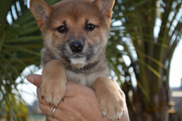柴犬(標準サイズ)【千葉県・男の子・2017年8月26日・赤】の写真「凛々しく成長中☆」