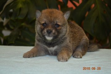 柴犬(豆柴)【千葉県・女の子・2015年8月4日・赤】の写真「」