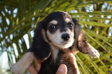 ミニチュアダックスフンド(ロング)【千葉県・男の子・2019年9月16日・ブラック&イエロー】の写真「元気な5兄弟☆」