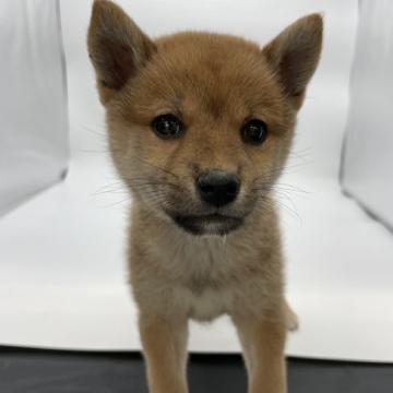 柴犬(標準サイズ)【千葉県・女の子・2022年10月28日・赤】の写真「まんまるかわいい小さめな女の子♬」