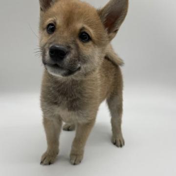柴犬(標準サイズ)【千葉県・男の子・2022年7月23日・赤】の写真「元気で人懐っこい小サイズの男の子！」