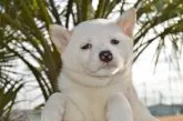柴犬(標準サイズ)【千葉県・男の子・2019年11月7日・白】の写真2