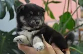 柴犬(標準サイズ)【千葉県・男の子・2015年10月20日・黒】の写真2