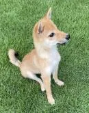 柴犬(標準サイズ)【千葉県・男の子・2022年4月22日・赤】の写真2