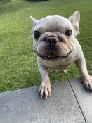 フレンチブルドッグ【・女の子・2019年11月29日・クリーム】