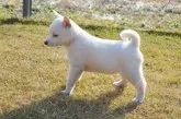 柴犬(標準サイズ)【千葉県・男の子・2019年11月7日・白】の写真3
