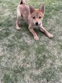 ポメシバ(ポメラニアン×柴犬)【千葉県・男の子・2023年7月21日・レッド  赤】の写真4