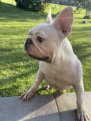 フレンチブルドッグ【・女の子・2019年11月29日・クリーム】