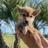 柴犬(標準サイズ)【千葉県・女の子・2022年4月22日・赤】の写真4