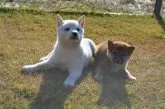 柴犬(標準サイズ)【千葉県・男の子・2019年11月7日・白】の写真5