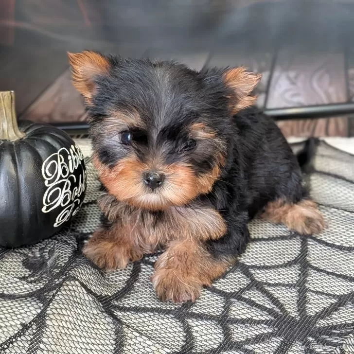 ヨークシャーテリア【富山県・男の子・2025年8月25日・スチールブルー&amp;タン】の写真1