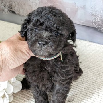 タイニープードル【富山県・男の子・2025年8月2日・グレー】の写真「おっとり君」