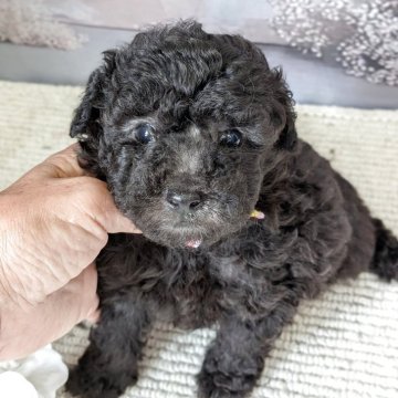 タイニープードル【富山県・男の子・2025年8月2日・グレー】の写真「歩き始めたばかりです」