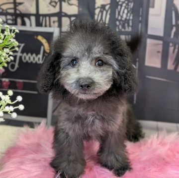 タイニープードル【富山県・男の子・2025年8月2日・グレー】の写真「可愛く成長中」