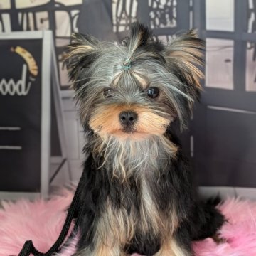 ヨークシャーテリア【富山県・男の子・2025年5月30日・スチールブルー&タン】の写真「パパママともに良血統」