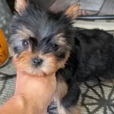 ヨークシャーテリア【富山県・男の子・2025年8月25日・スチールブルー&タン】の写真2