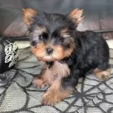 ヨークシャーテリア【富山県・男の子・2025年8月25日・スチールブルー&タン】の写真3