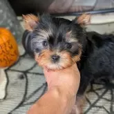 ヨークシャーテリア【富山県・男の子・2025年8月25日・スチールブルー&タン】の写真4